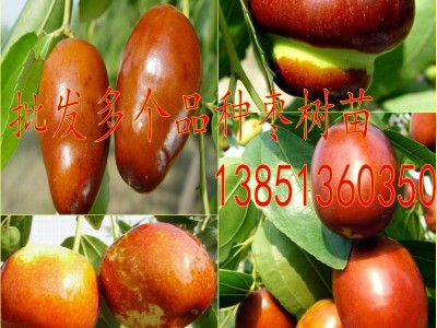 批发葫芦枣树苗 冬枣苗 茶壶枣树苗 梨枣树黄冠甜枣树子弹头枣苗图4