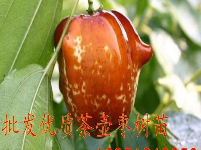 批发葫芦枣树苗 冬枣苗 茶壶枣树苗 梨枣树黄冠甜枣树子弹头枣苗图3