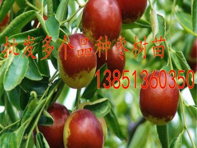 批发葫芦枣树苗 冬枣苗 茶壶枣树苗 梨枣树黄冠甜枣树子弹头枣苗图2