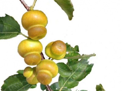 批发葫芦枣树苗 冬枣苗 茶壶枣树苗 梨枣树黄冠甜枣树子弹头枣苗图5