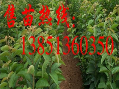 批发车厘子樱桃苗 美国车厘子樱桃树苗 黑珍珠樱桃苗矮化樱桃苗图3