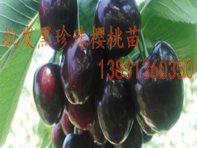 批发车厘子樱桃苗 美国车厘子樱桃树苗 黑珍珠樱桃苗矮化樱桃苗图2