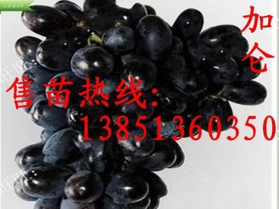 批发葡萄苗种苗 金手指葡萄苗 美人指葡萄苗 夏黑葡萄树苗图3