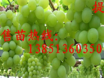 批发葡萄苗种苗 金手指葡萄苗 美人指葡萄苗 夏黑葡萄树苗图5