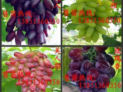 批发葡萄苗种苗 金手指葡萄苗 美人指葡萄苗 夏黑葡萄树苗图2
