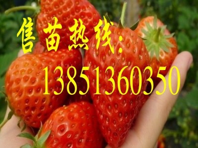 批发甜宝草莓苗 日本一号草莓 红颜草莓 奶油草莓苗点雪白c图3
