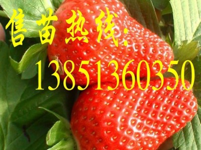 批发甜宝草莓苗 日本一号草莓 红颜草莓 奶油草莓苗点雪白c图2