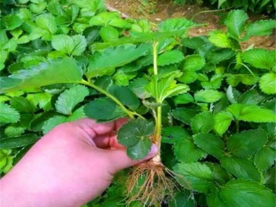 批发甜宝草莓苗 日本一号草莓 红颜草莓 奶油草莓苗点雪白c图5