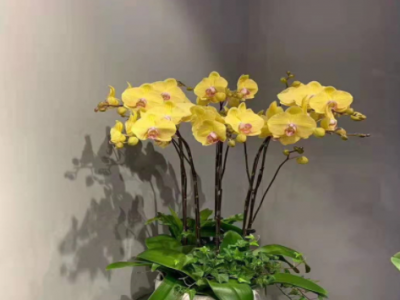 苗圃直销盆栽花卉 蝴蝶兰小苗 蝴蝶兰花苗盆栽花卉 规格齐全 带花图4