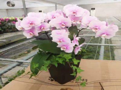 苗圃直销盆栽花卉 蝴蝶兰小苗 蝴蝶兰花苗盆栽花卉 规格齐全 带花图2