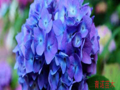 八仙花批发绣球花苗变色盆栽花卉庭院盆栽地栽无尽夏绣球当年开花图2