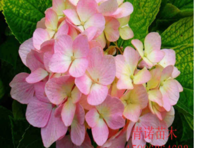 八仙花批发绣球花苗变色盆栽花卉庭院盆栽地栽无尽夏绣球当年开花图5