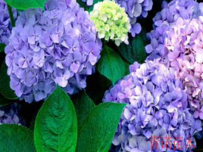 八仙花批发绣球花苗变色盆栽花卉庭院盆栽地栽无尽夏绣球当年开花图3