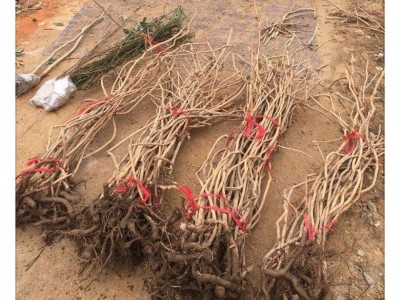 爬藤凌霄苗美国凌霄盆栽批发地栽等美化爬藤开花植物大小规格齐全图4