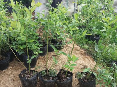 直销蓝莓树苗 盆栽蓝莓苗 带营养钵发货 确保成活 蓝莓苗出图4