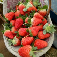 基地大量种植四季草莓苗 红颜草莓苗 章姬草莓苗 品种全草莓苗