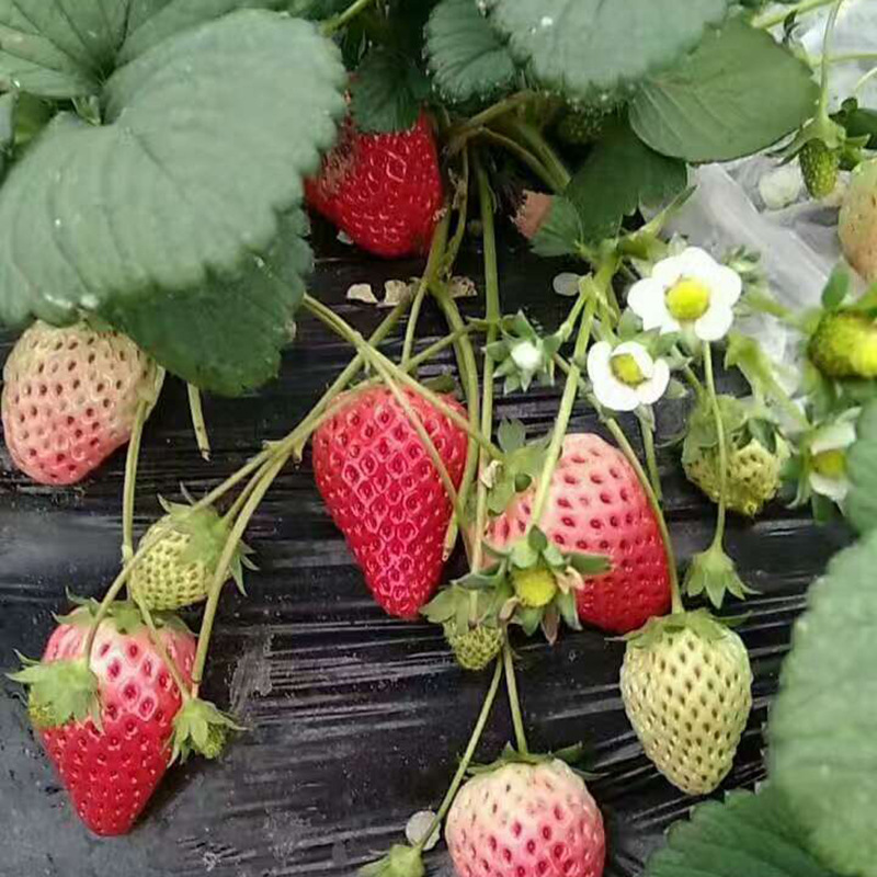 草莓 (50)