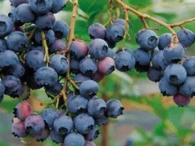 基地出售批发当年结果蓝莓 大棚种植营养杯蓝莓3年当年结果图4