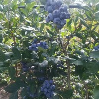 基地出售批发当年结果蓝莓 大棚种植营养杯蓝莓3年当年结果