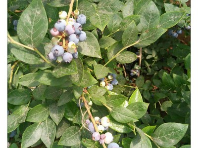 基地出售批发当年结果蓝莓 大棚种植营养杯蓝莓3年当年结果图5