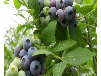 基地出售批发当年结果蓝莓 大棚种植营养杯蓝莓3年当年结果图3
