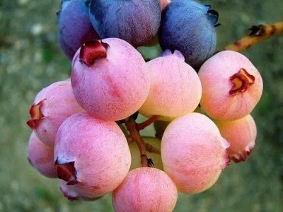 基地出售批发当年结果蓝莓 大棚种植营养杯蓝莓3年当年结果图2