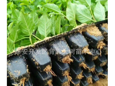 山东批发乌克兰 黑珍珠 车厘子 大樱桃树 樱桃树 果树嫁接图2