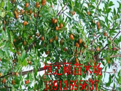 果树苗 酸枣树苗嫁接 南北方种植树苗 当年结果图4
