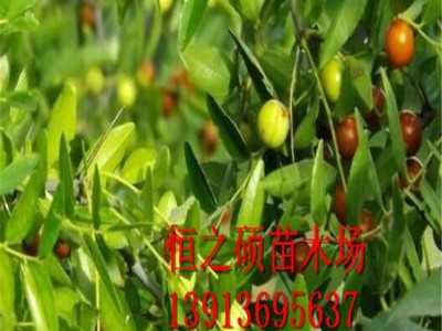 果树苗 酸枣树苗嫁接 南北方种植树苗 当年结果图5
