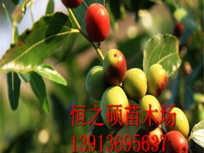 果树苗 酸枣树苗嫁接 南北方种植树苗 当年结果图2