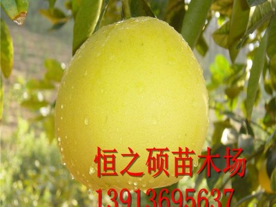 基地直销 果树柚子苗 正宗红心蜜柚苗 沙田油苗 现货充足图3