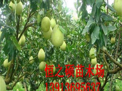 基地直销 果树柚子苗 正宗红心蜜柚苗 沙田油苗 现货充足图2