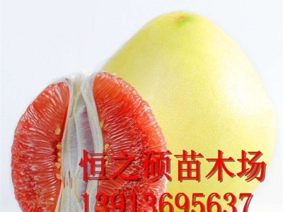 基地直销 果树柚子苗 正宗红心蜜柚苗 沙田油苗 现货充足图5