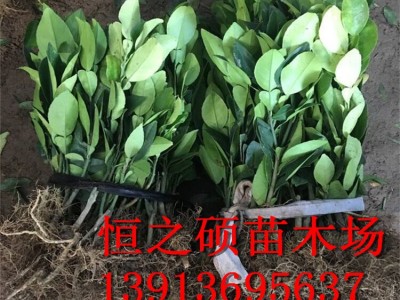 基地直销 果树柚子苗 正宗红心蜜柚苗 沙田油苗 现货充足图4