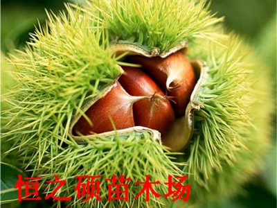 板栗树苗 盆栽地栽果树嫁接大红袍板栗水果苗南方北方种 当年结果图4