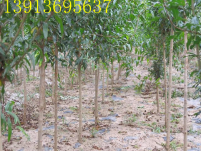 基地直销果树苗木批发突尼斯石榴苗 花红果大甜 品种齐全量大优惠图4