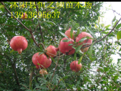 基地直销果树苗木批发突尼斯石榴苗 花红果大甜 品种齐全量大优惠图5