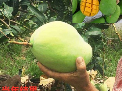 批发芒果树苗 小苗 南北方种植凯特四季红象牙金煌芒当年结果盆栽图3