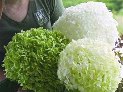 批发敌贝拉安娜绣球花苗耐寒耐晒大花木绣球树庭院香草草莓石灰灯图2