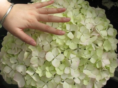 批发敌贝拉安娜绣球花苗耐寒耐晒大花木绣球树庭院香草草莓石灰灯图3
