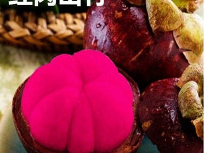 批发山竹苗树苗小苗盆栽四季当年结果南北方种罗蒙竹节果黄牙无仔图2