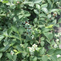 云雀蓝莓苗 智利杜克蓝莓苗 蓝莓苗新品种 组培穴盘蓝莓苗价格