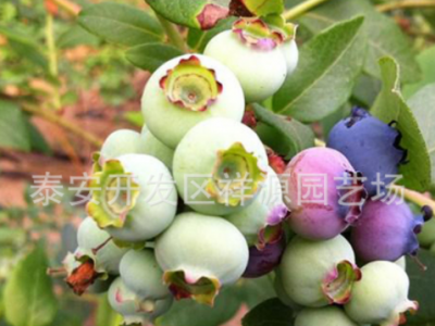 云雀蓝莓苗 智利杜克蓝莓苗 蓝莓苗新品种 组培穴盘蓝莓苗价格图3