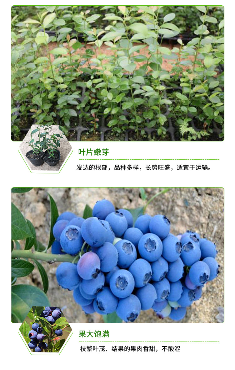 蓝莓_05