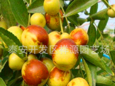 批发沾化冬枣树苗 嫁接冬枣树多少钱 山东龙枣 金丝枣树种植基地图3