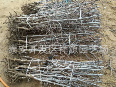 批发沾化冬枣树苗 嫁接冬枣树多少钱 山东龙枣 金丝枣树种植基地图2