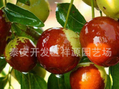 批发沾化冬枣树苗 嫁接冬枣树多少钱 山东龙枣 金丝枣树种植基地图5