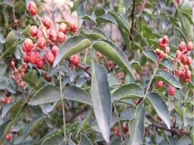 大红袍花椒苗批发 出售1米高大红袍花椒苗 嫁接无刺花椒苗多少钱图4