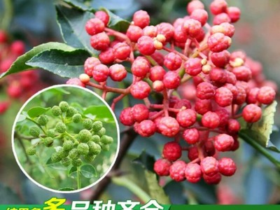 大红袍花椒苗批发 出售1米高大红袍花椒苗 嫁接无刺花椒苗多少钱图2