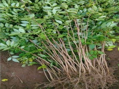 大红袍花椒苗批发 出售1米高大红袍花椒苗 嫁接无刺花椒苗多少钱图5